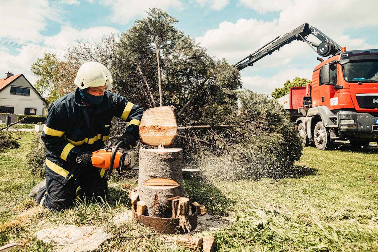 Best Tree Removal Near Me  in Crestwood, IL